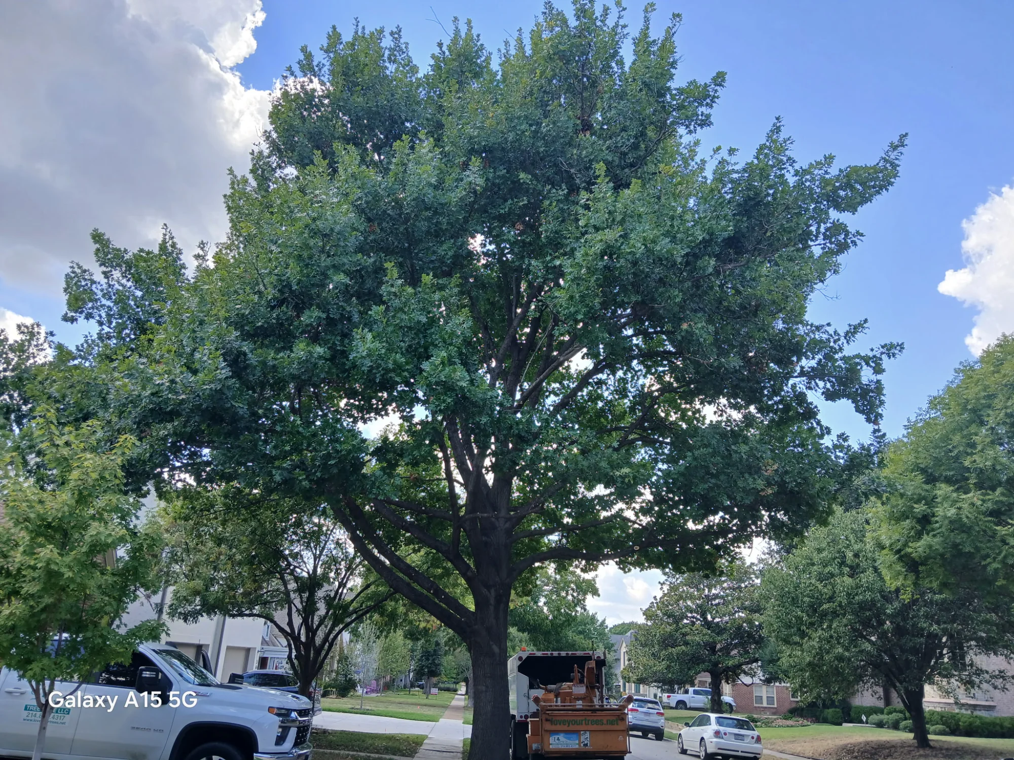 Large tree assessment - after