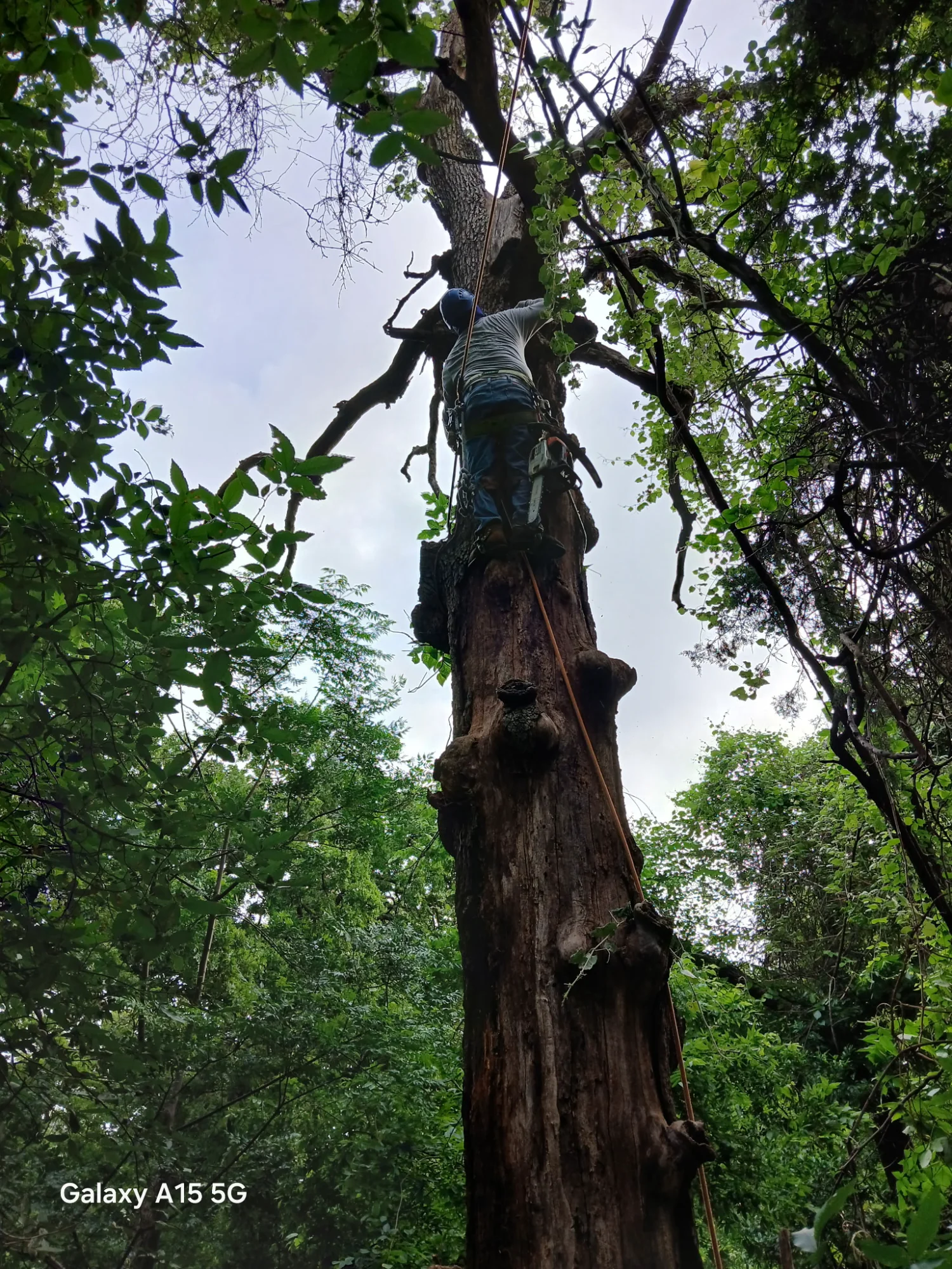 Arborist climbing for removal