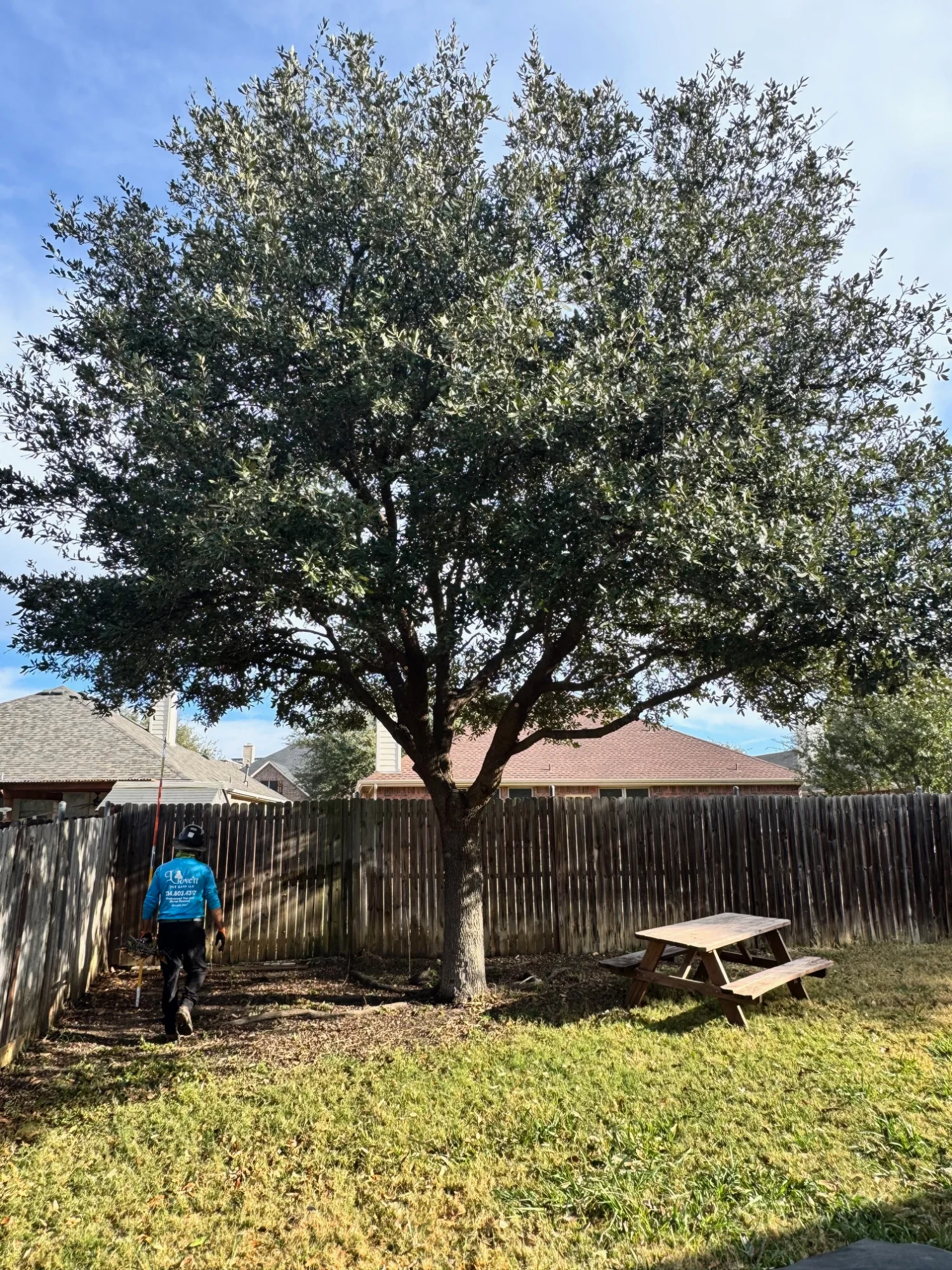 Beautiful pruned tree - residential